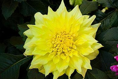 Sony PG赏金女王：一款发售17年仍拥有超过百万名活跃玩家的游戏